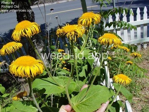 elecampane